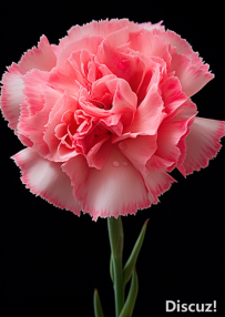 康乃馨3d打印材料环保吗？采用植物基光敏树脂，安全无毒且触感柔韧